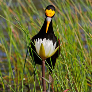 Junior declared youth winner in 2020 Audubon Photography Awards web_youth_01_vayuntiwari_jacana_youth_high-res